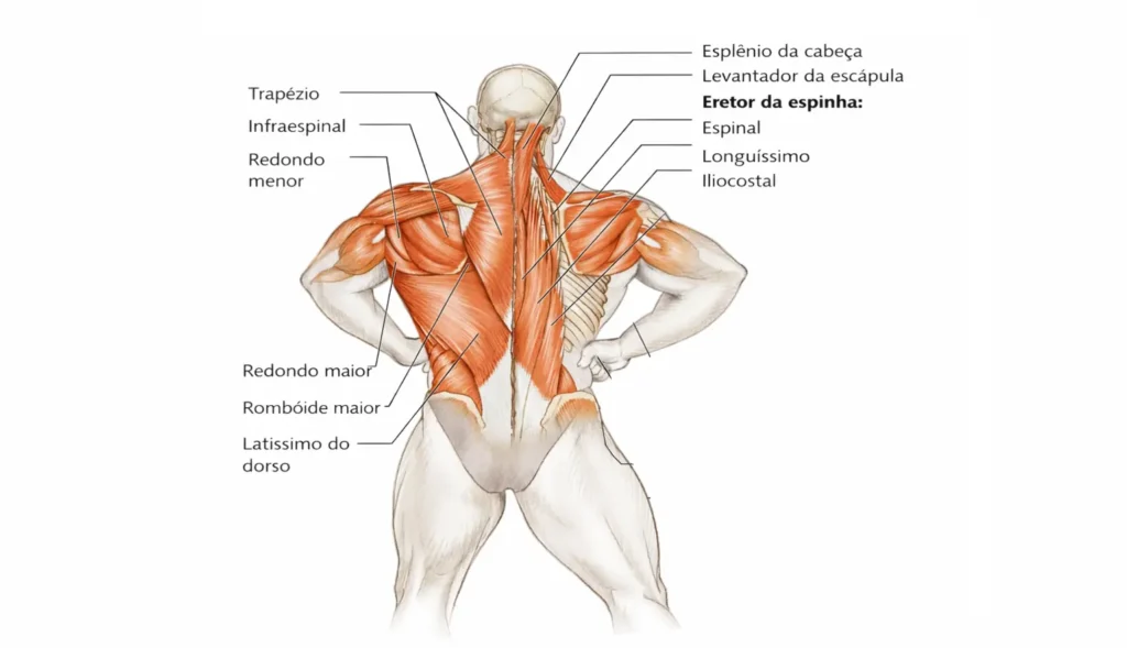 Anatomia muscular das costas